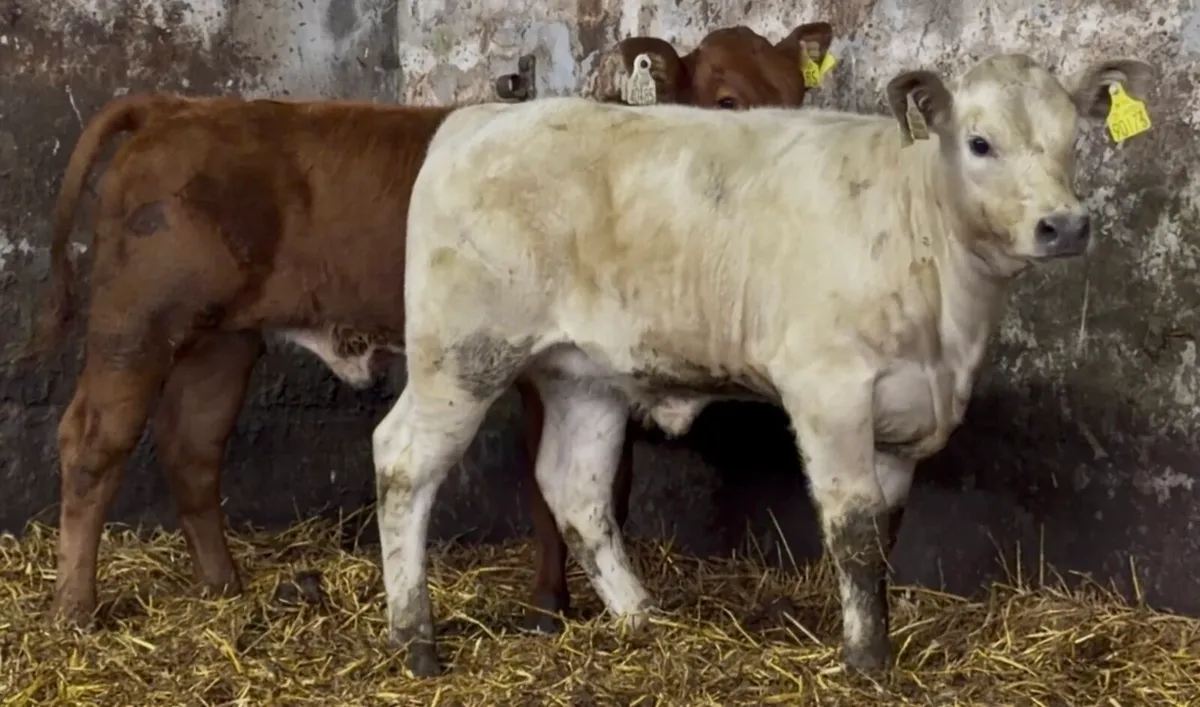2 smashing AI breed calves - Image 1