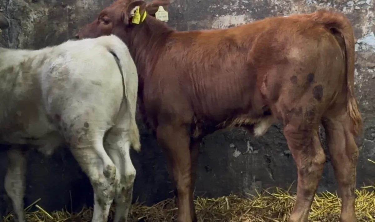 2 smashing AI breed calves - Image 2