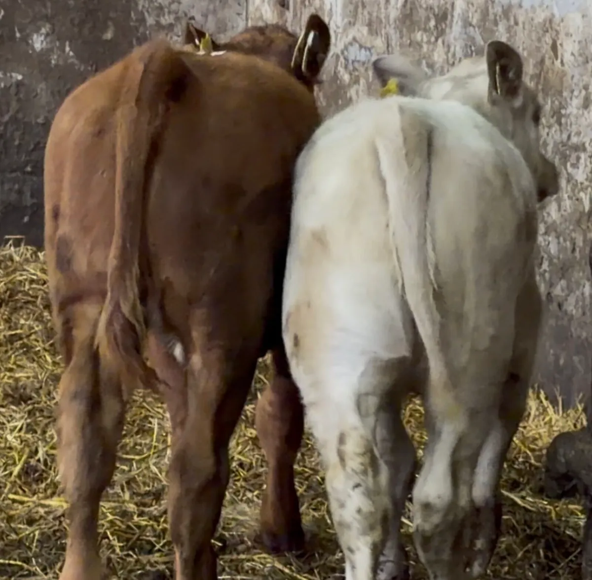 2 smashing AI breed calves - Image 3