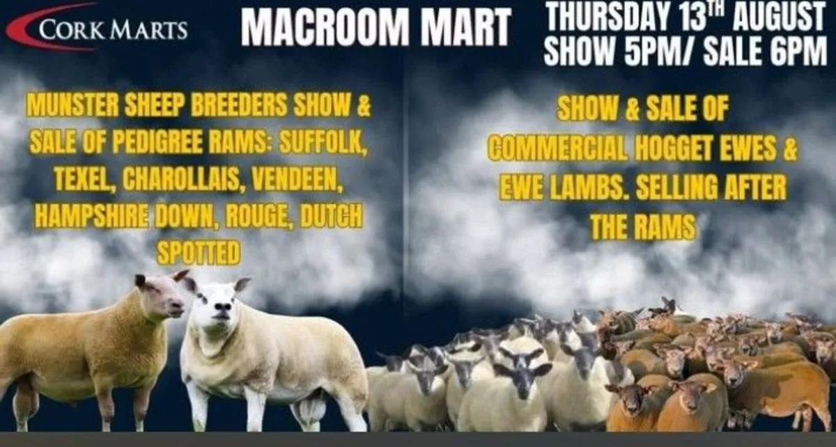 Macroom Multibreed Ram Sale - Image 2
