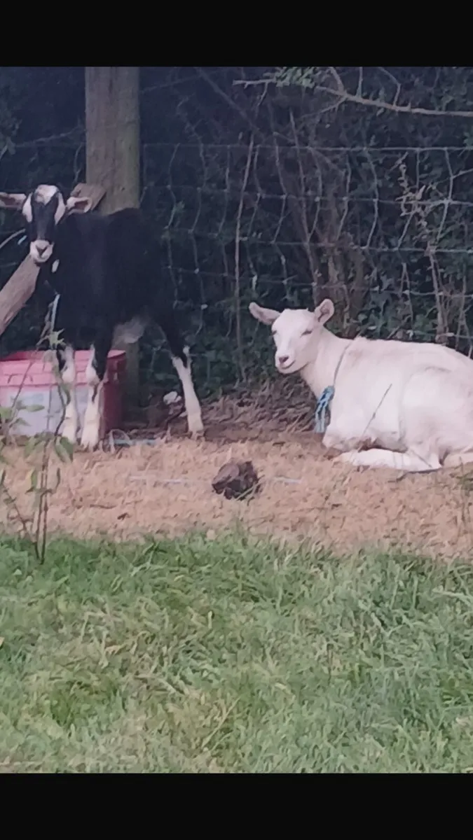 Goat - Image 4