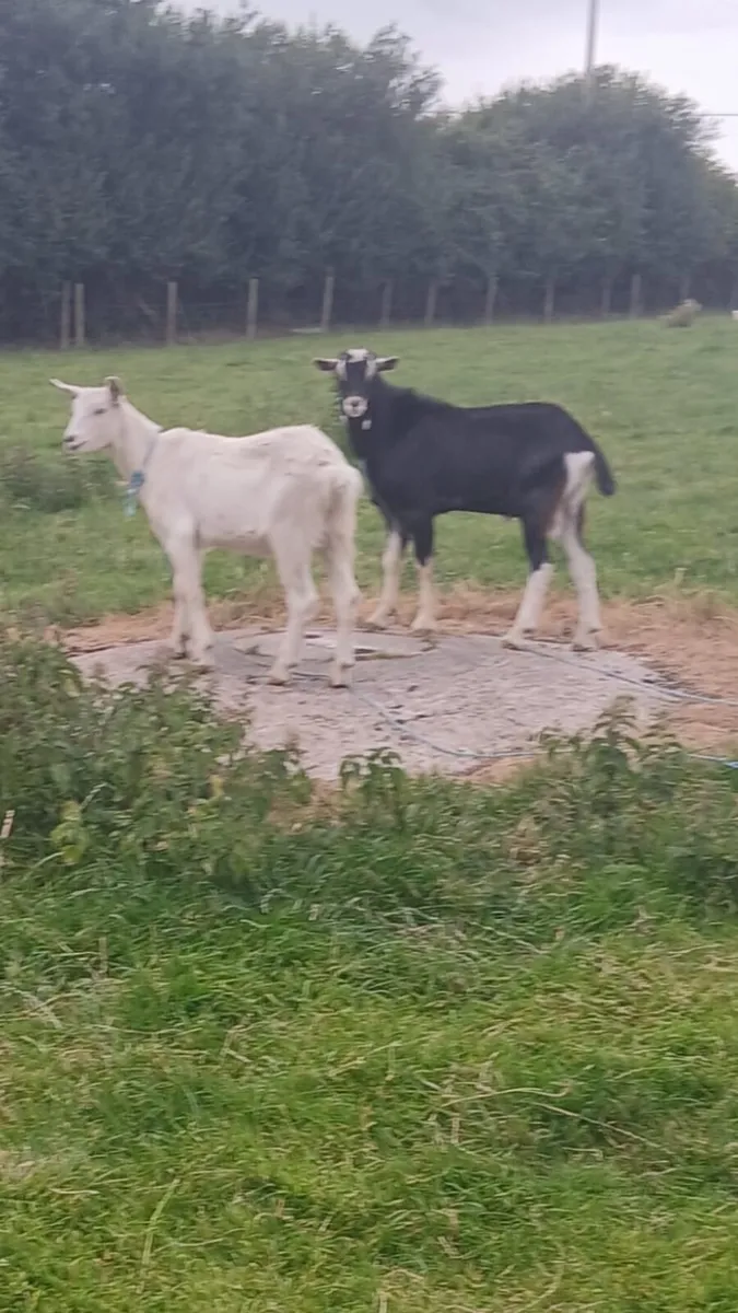 Goat - Image 1