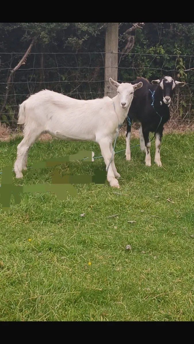 Goat - Image 2