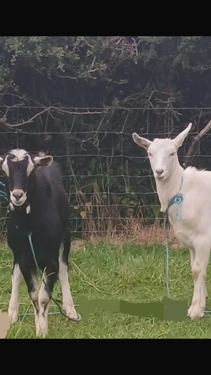 Goat - Image 3