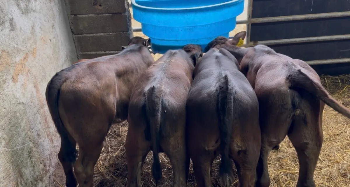 5 top quality strong calves - Image 1