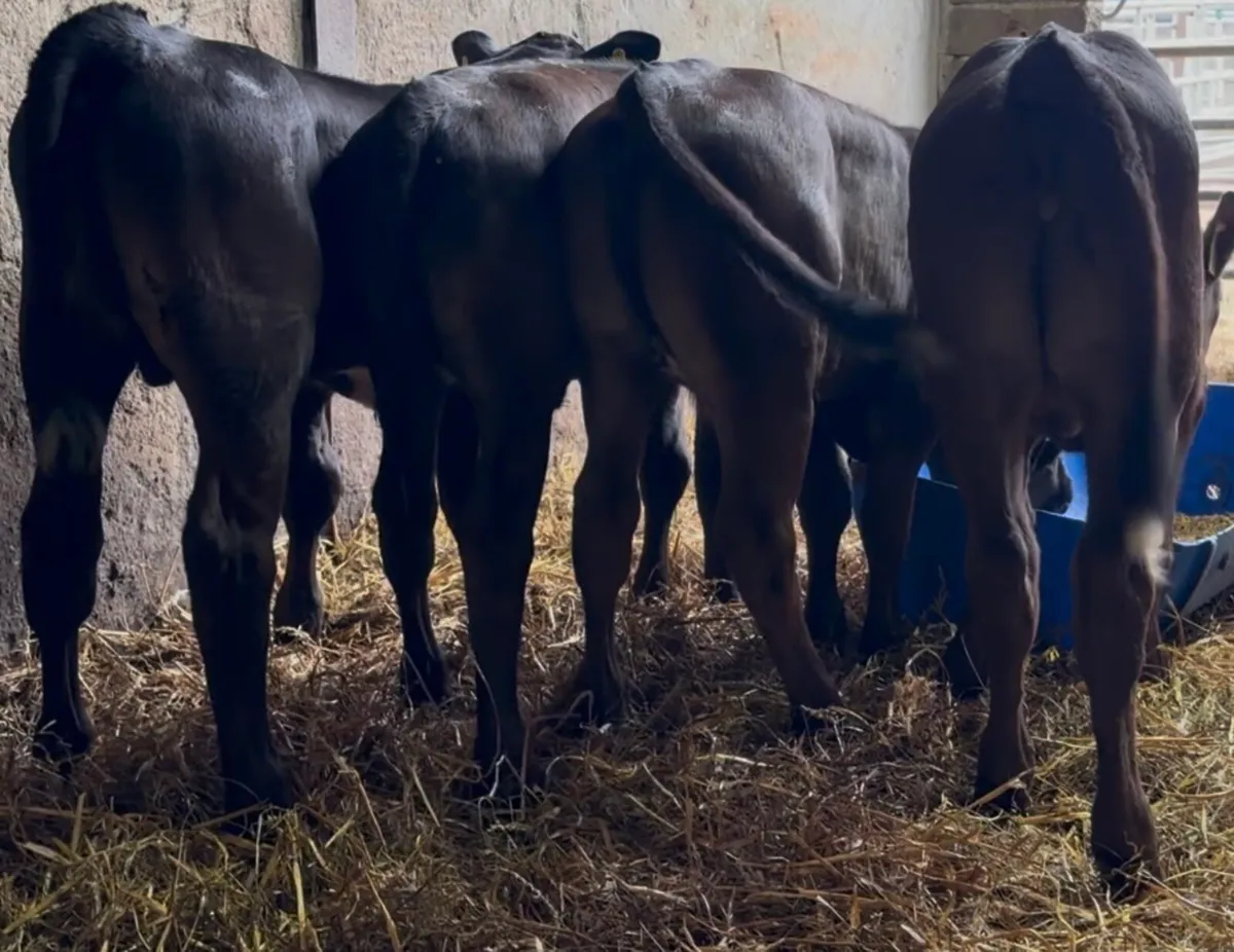 5 top quality strong calves - Image 2