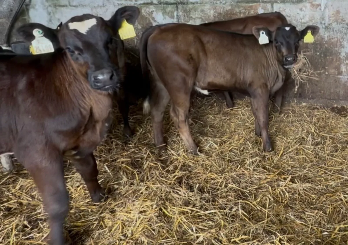 5 top quality strong calves - Image 3