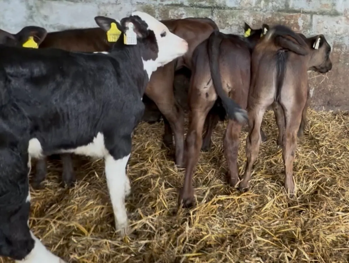 5 top quality strong calves - Image 4