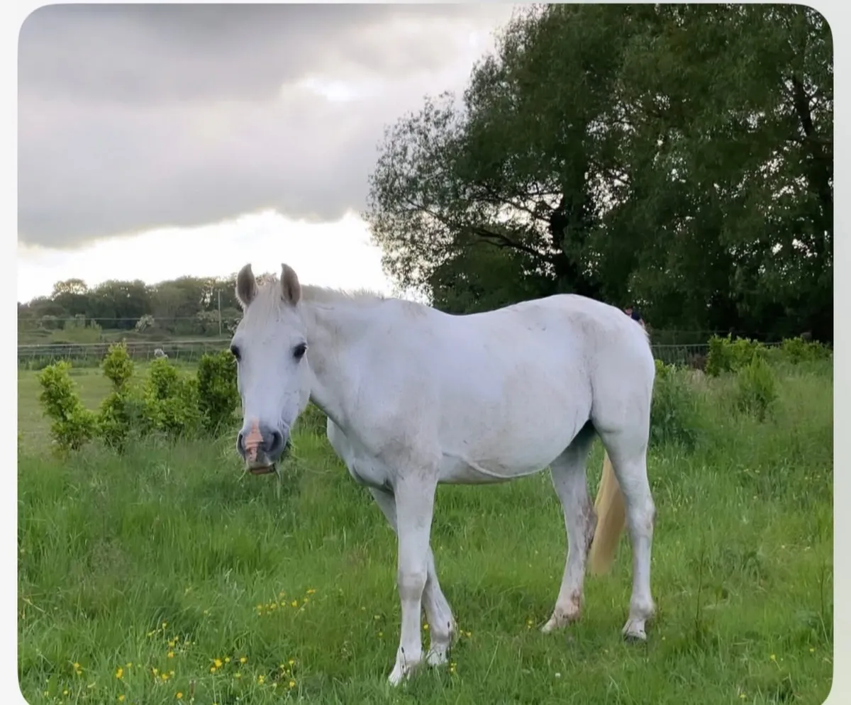 14hh Mare - Image 1