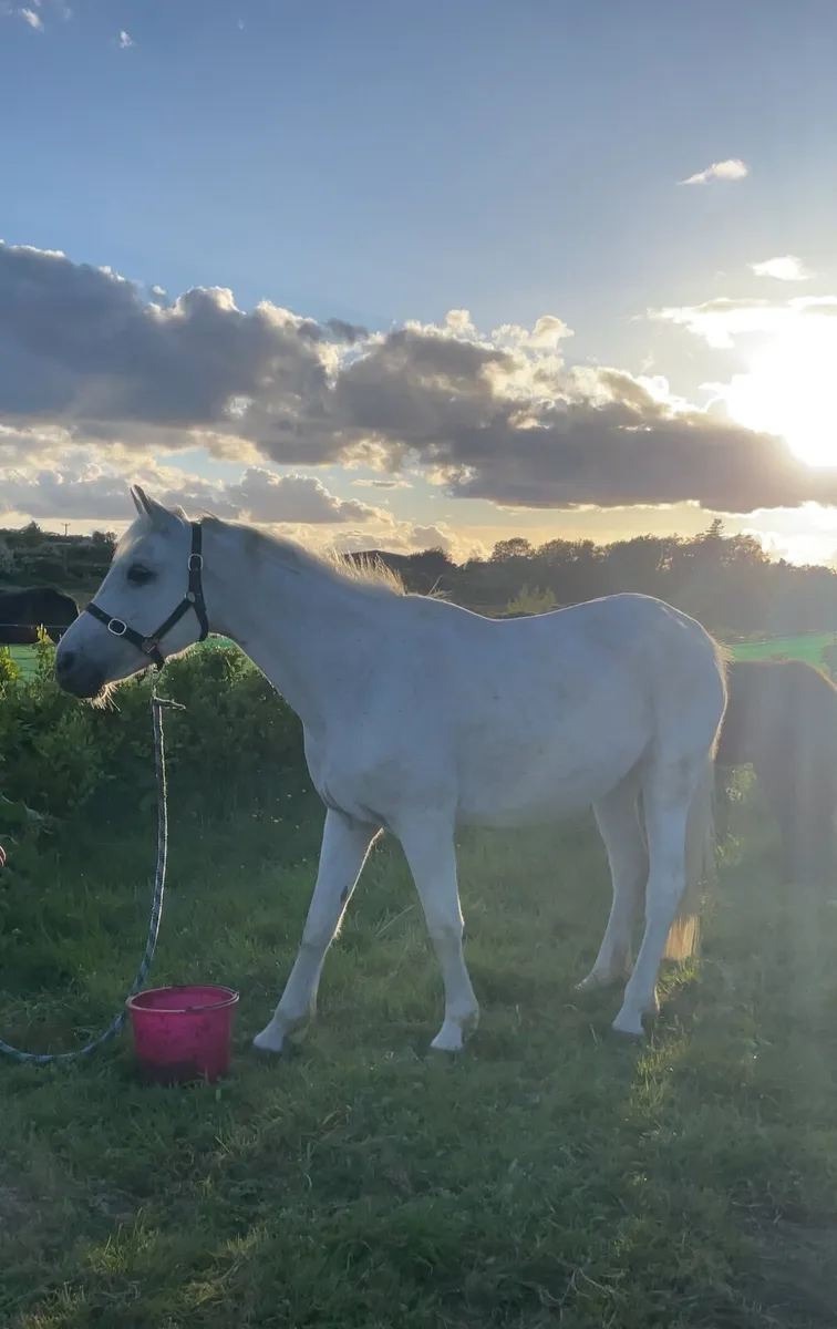 14hh Mare - Image 2