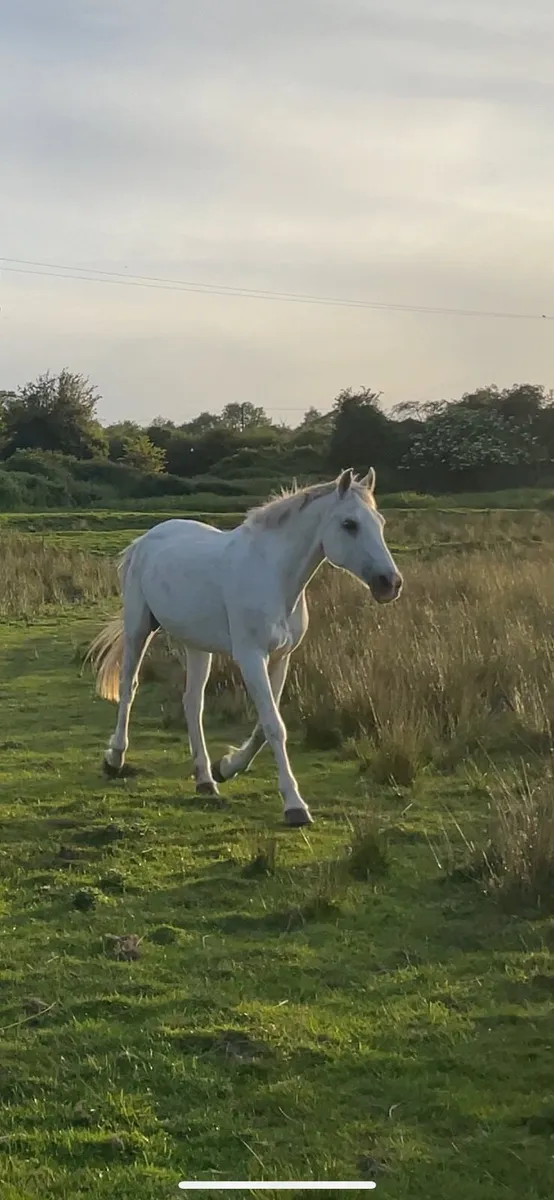 14hh Mare - Image 3