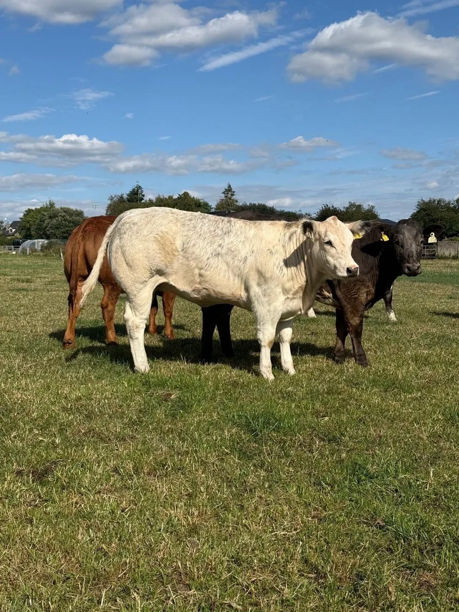 BB heifers - Image 1