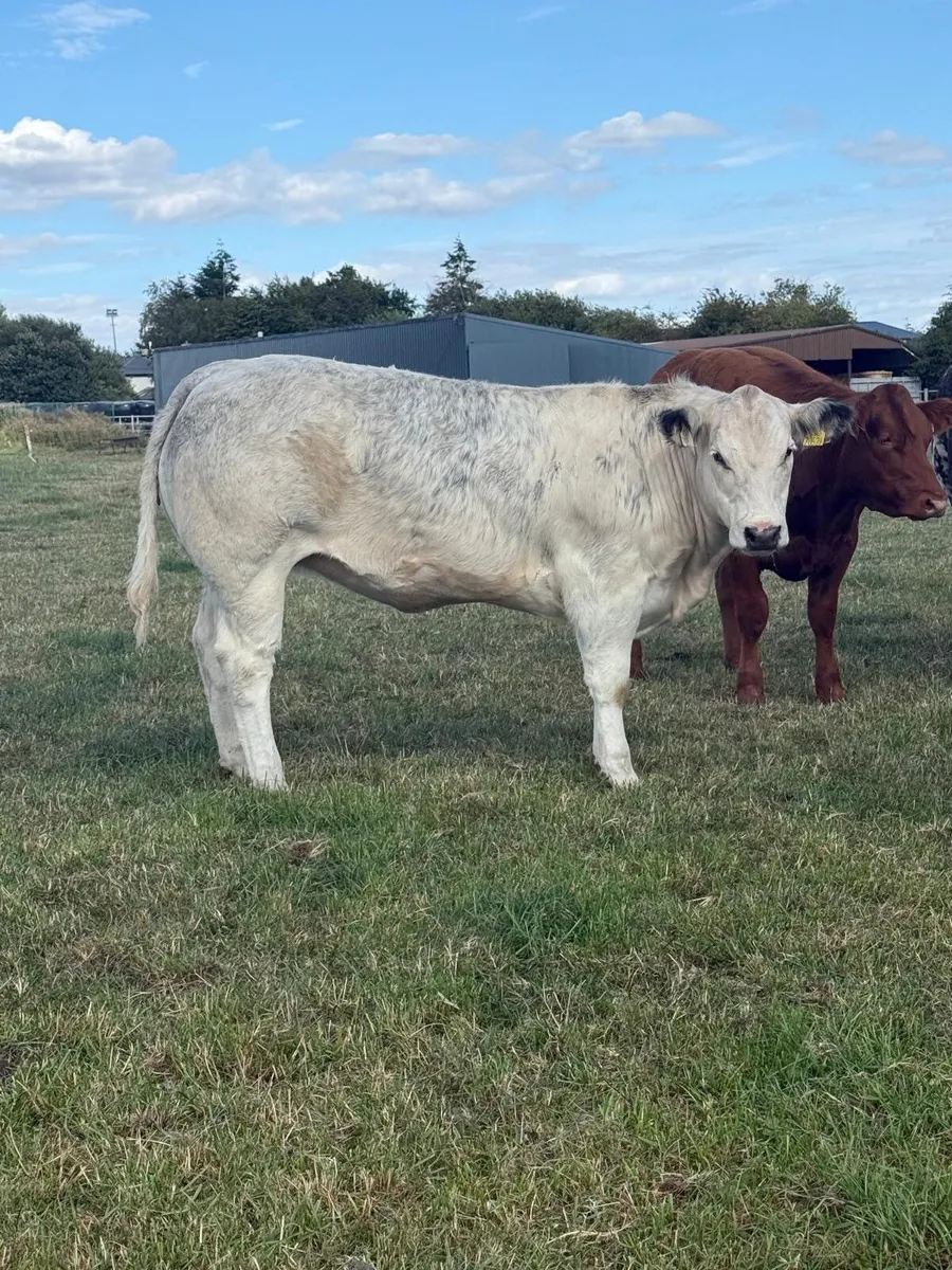 BB heifers - Image 2