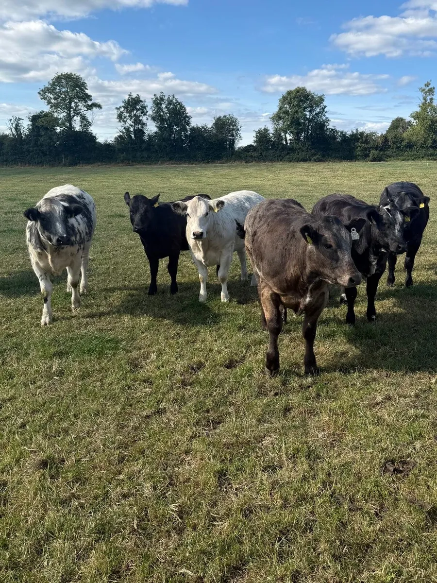 BB heifers - Image 3
