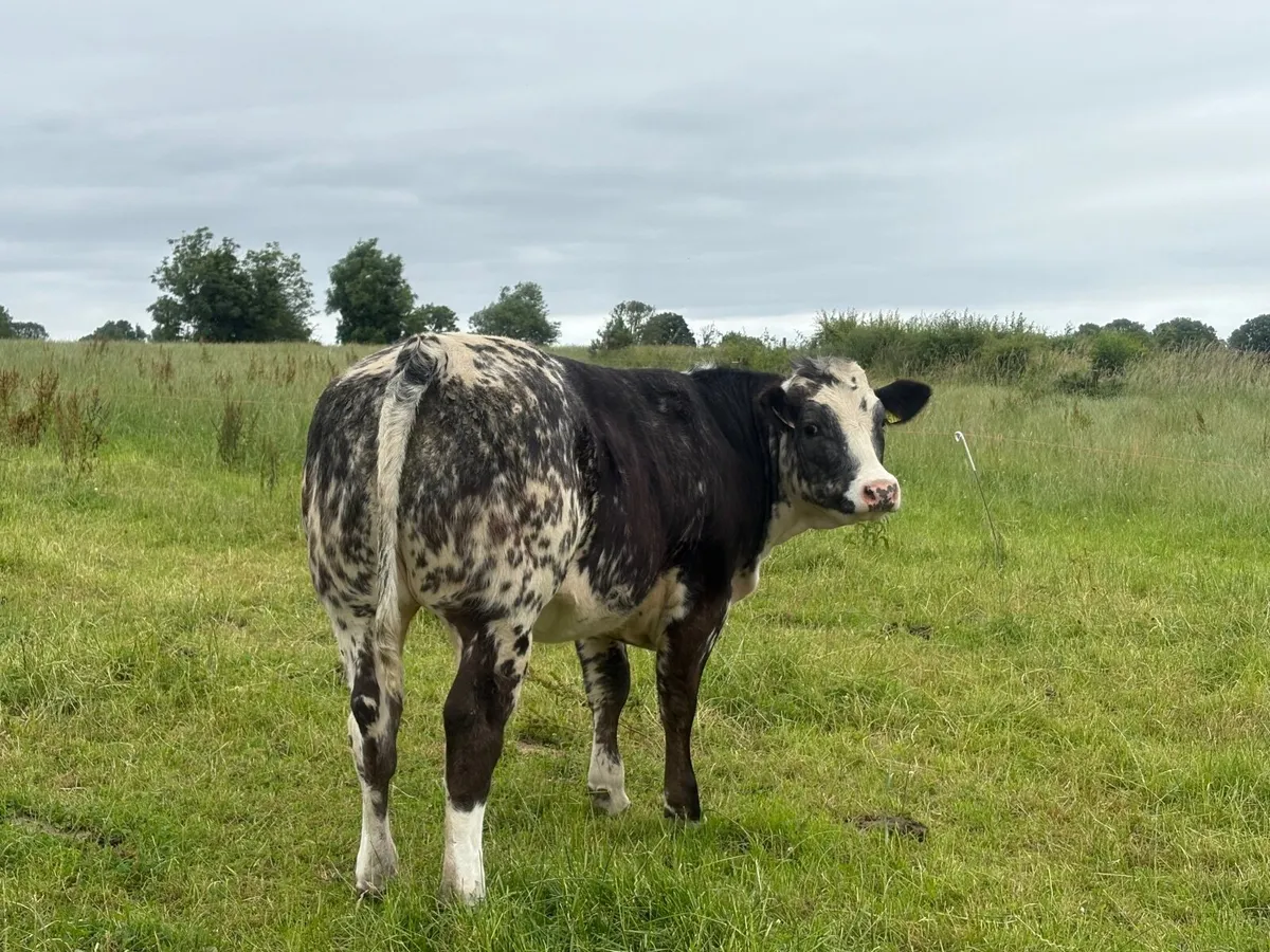 BB heifers - Image 4