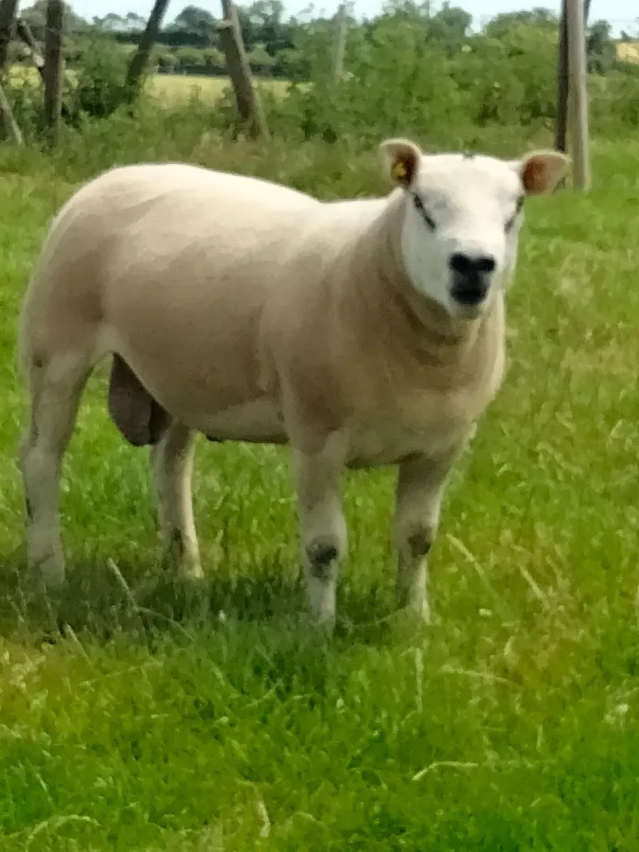 Macroom Multibreed Ram Sale - Image 3