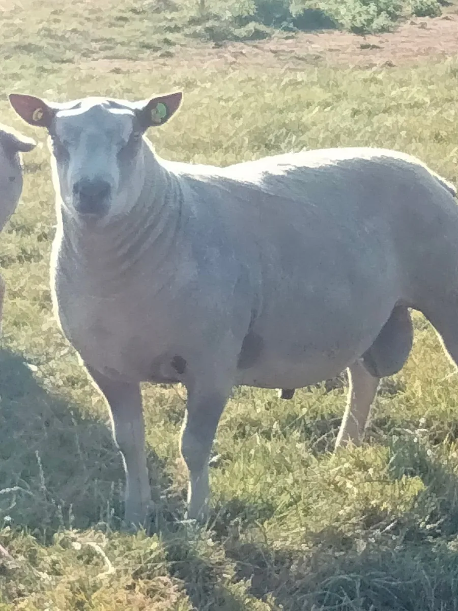 Macroom Multibreed Ram Sale - Image 4