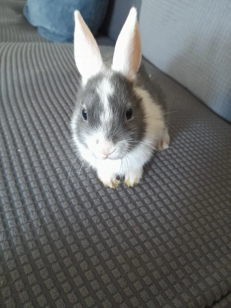 Dwarf rabbits - Image 2