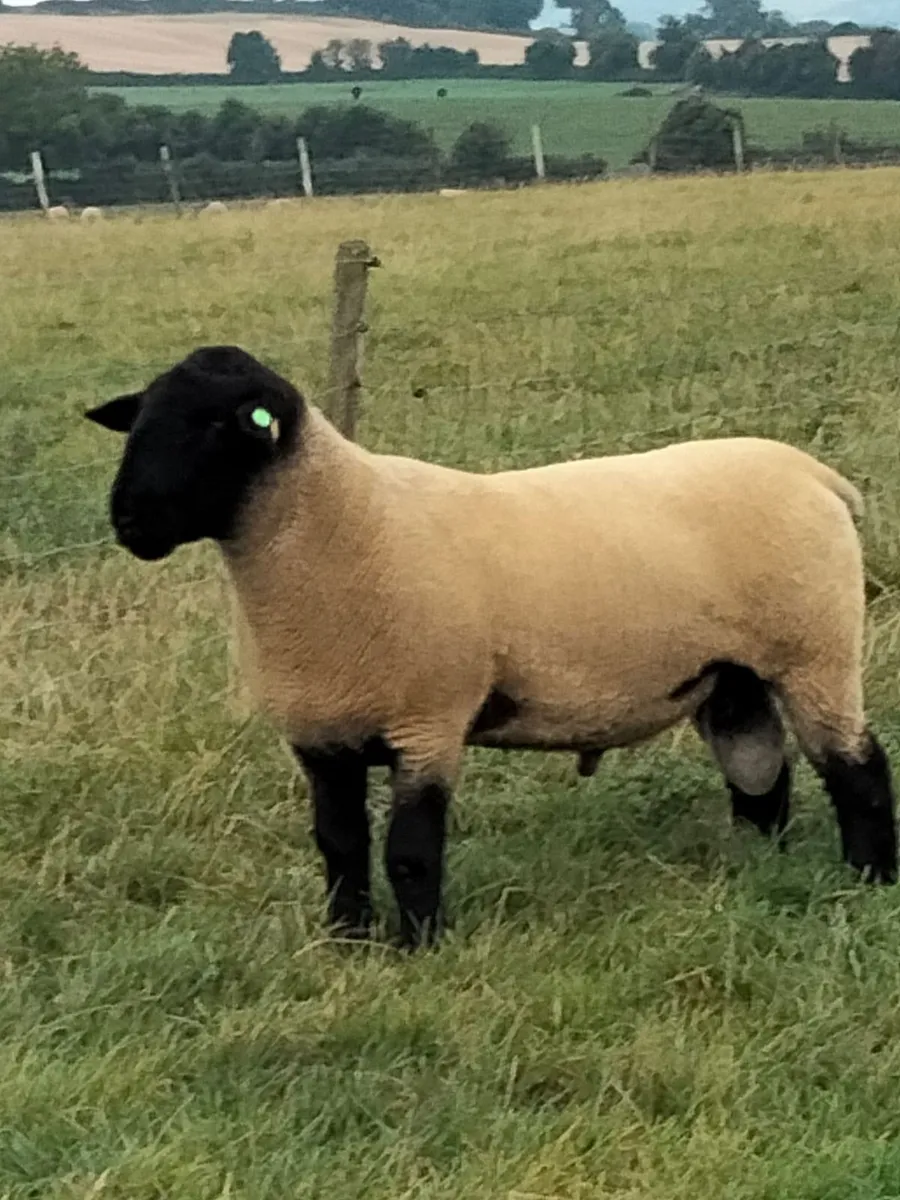 Macroom Multibreed Ram Sale - Image 1