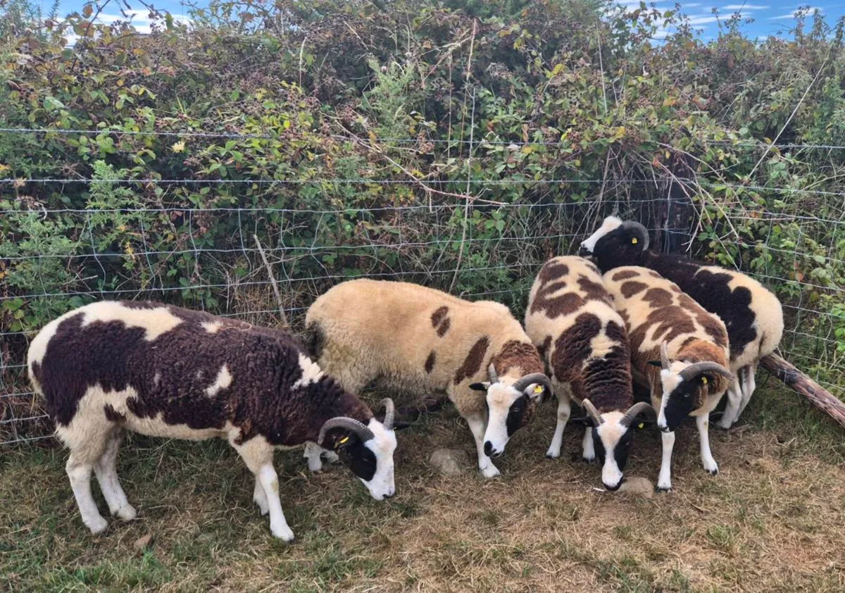 Pedigree Jacob Hoggets - Image 1
