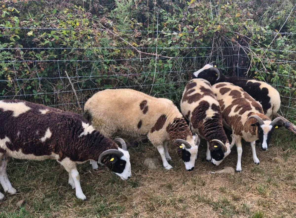 Pedigree Jacob Hoggets - Image 2