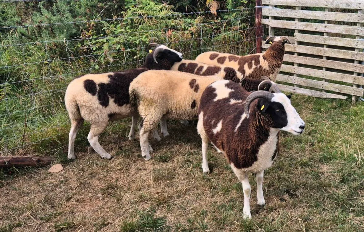 Pedigree Jacob Hoggets - Image 3