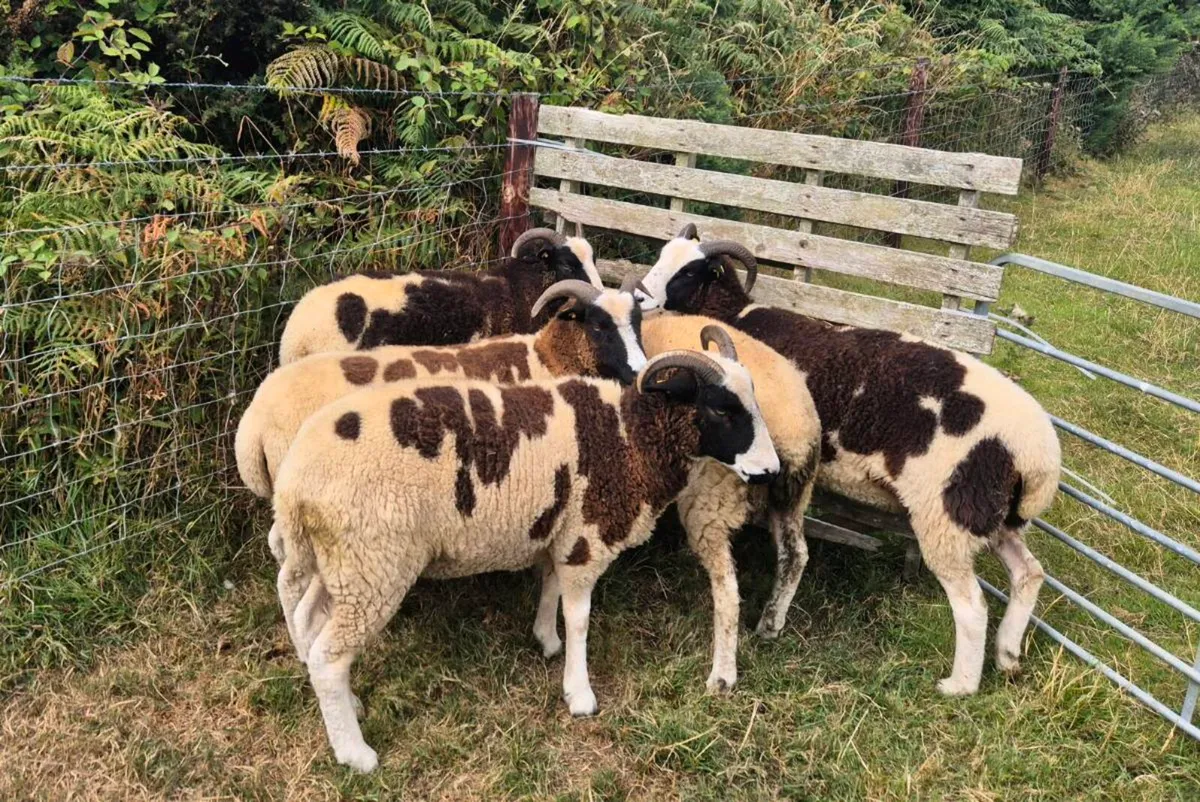 Pedigree Jacob Hoggets - Image 4