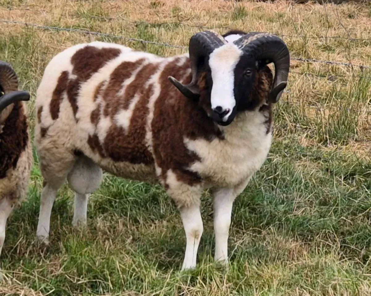 Pedigree Jacob Shearling Ram - Image 1