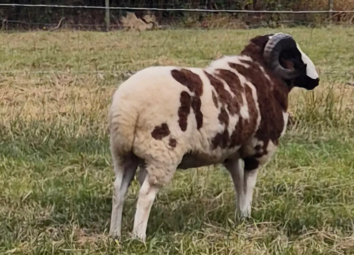 Pedigree Jacob Shearling Ram - Image 2