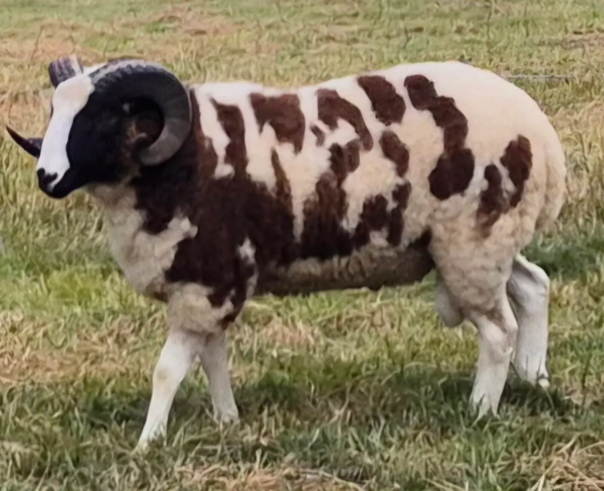 Pedigree Jacob Shearling Ram - Image 3