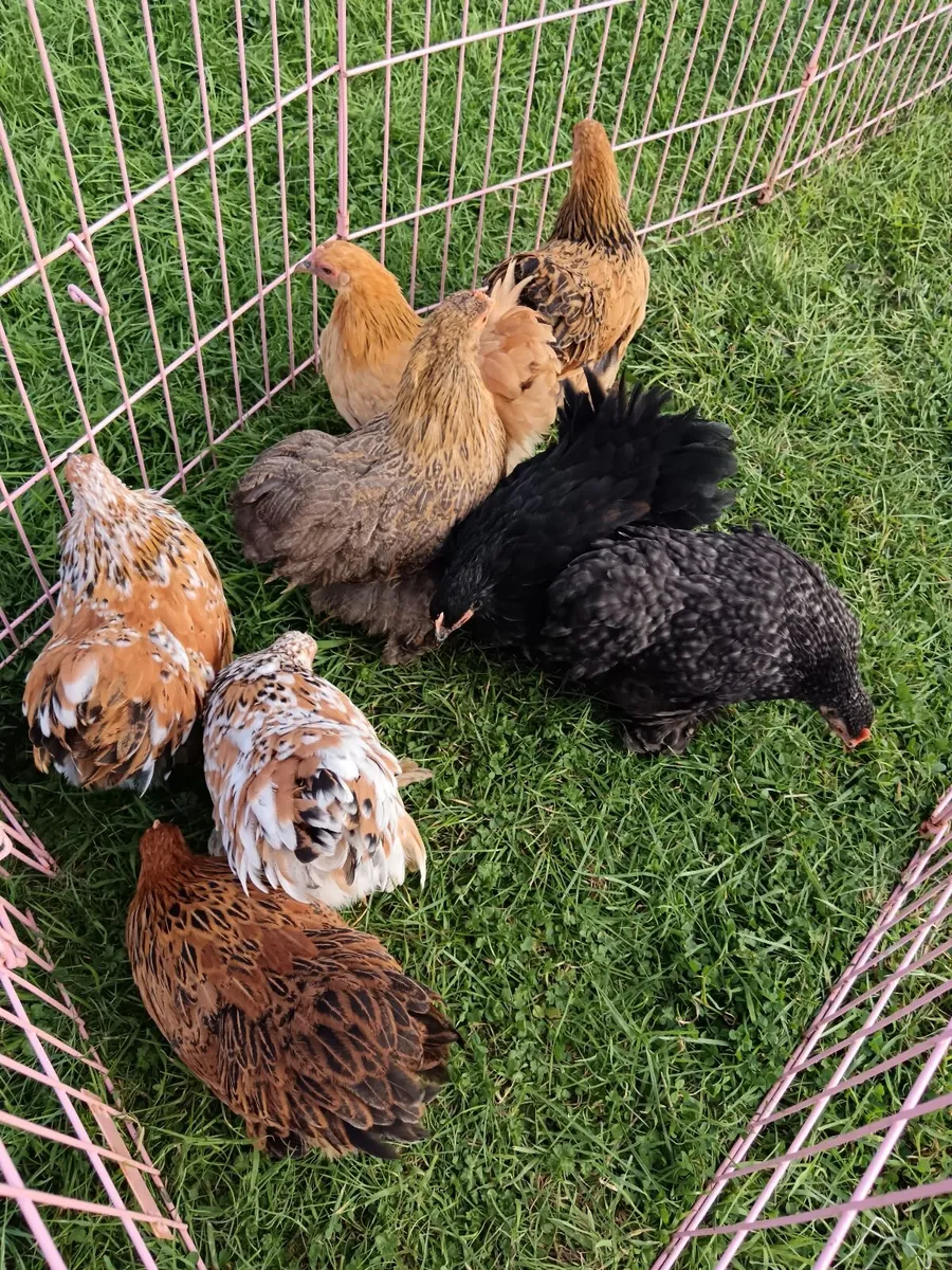 Quality Bantam Pullets and Roosters - Image 3