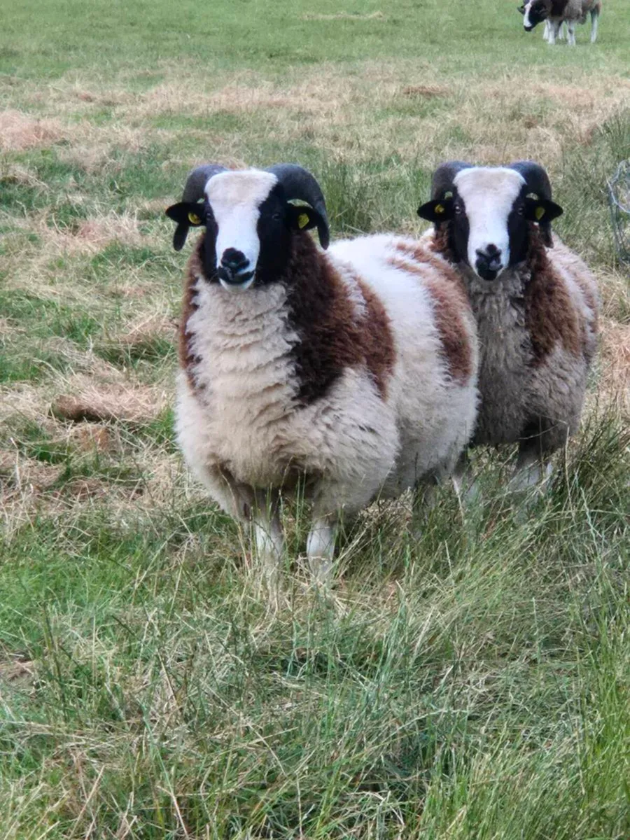Pedigree registered Jacob Ram Lambs - Image 1