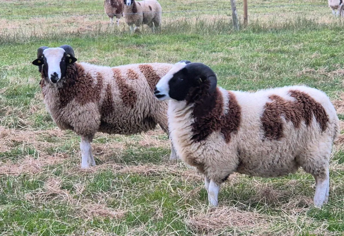 Pedigree registered Jacob Ram Lambs - Image 2