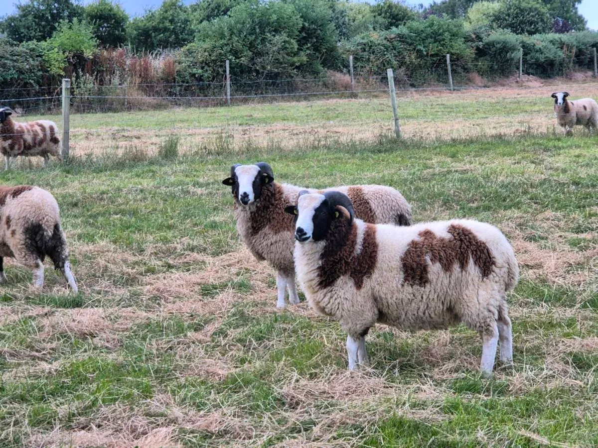 Pedigree registered Jacob Ram Lambs - Image 3