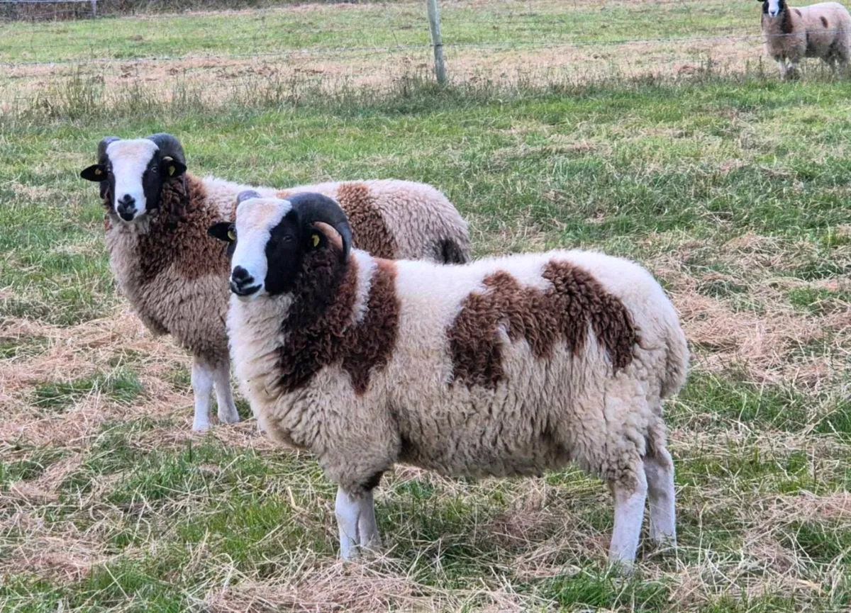 Pedigree registered Jacob Ram Lambs - Image 4