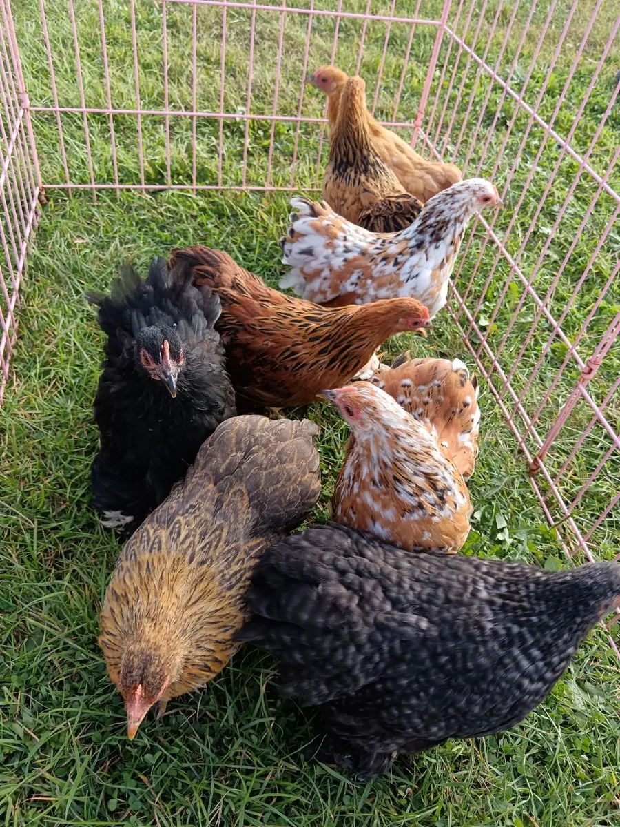 Quality Bantam Pullets and Roosters - Image 2