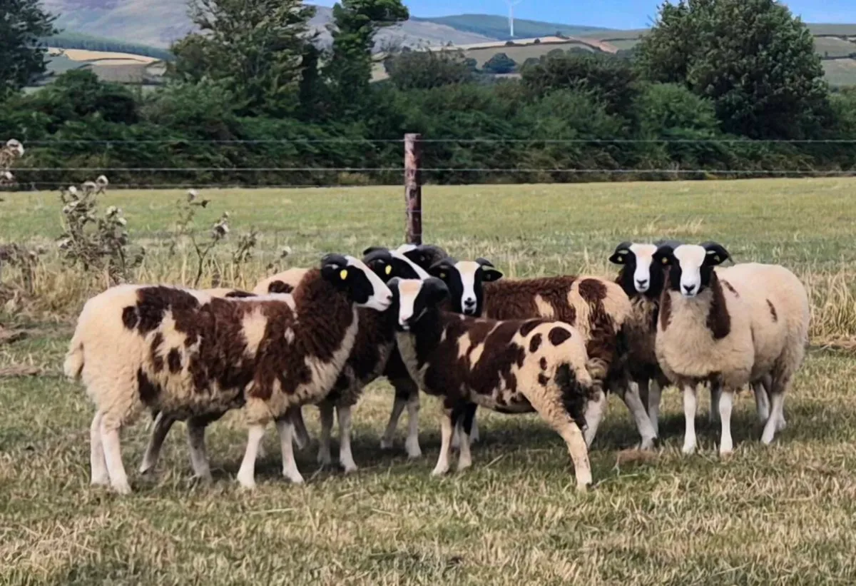 Pedigree Jacob Ewe Lambs - Image 1