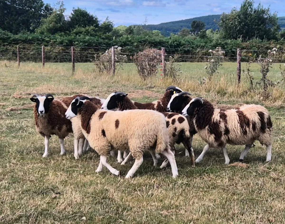 Pedigree Jacob Ewe Lambs - Image 2