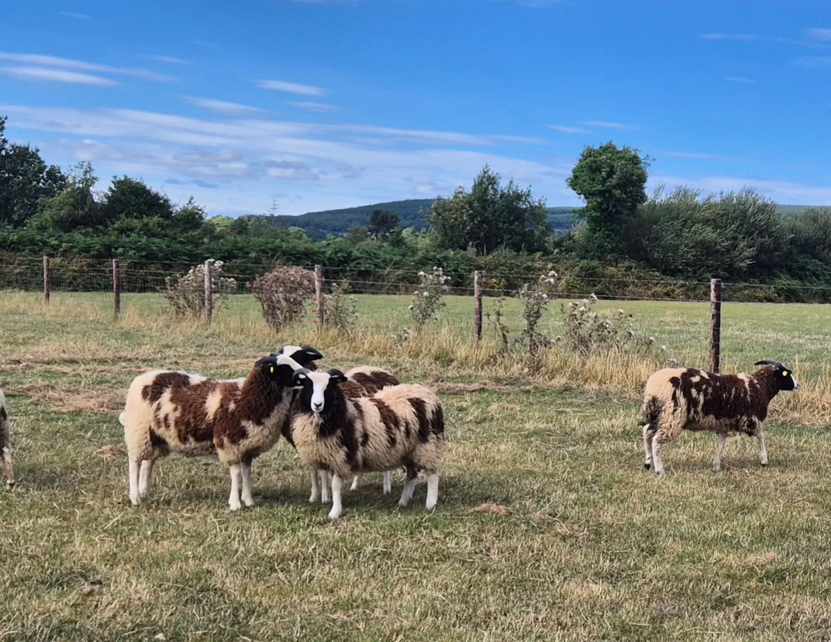 Pedigree Jacob Ewe Lambs - Image 4