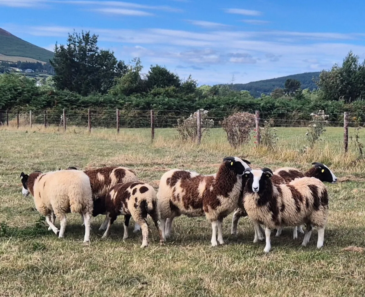 Pedigree Jacob Ewe Lambs - Image 3