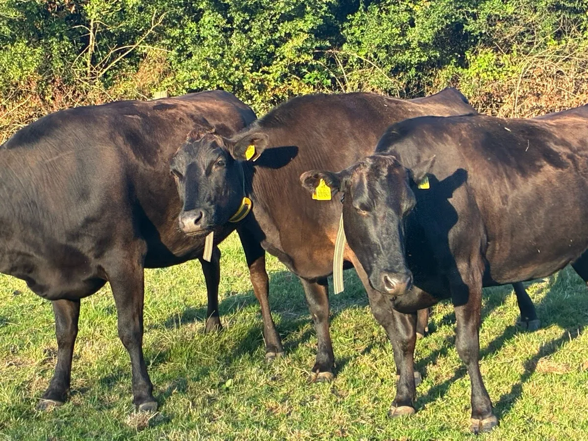 Fullblood wagyu in calf heifers - Image 4