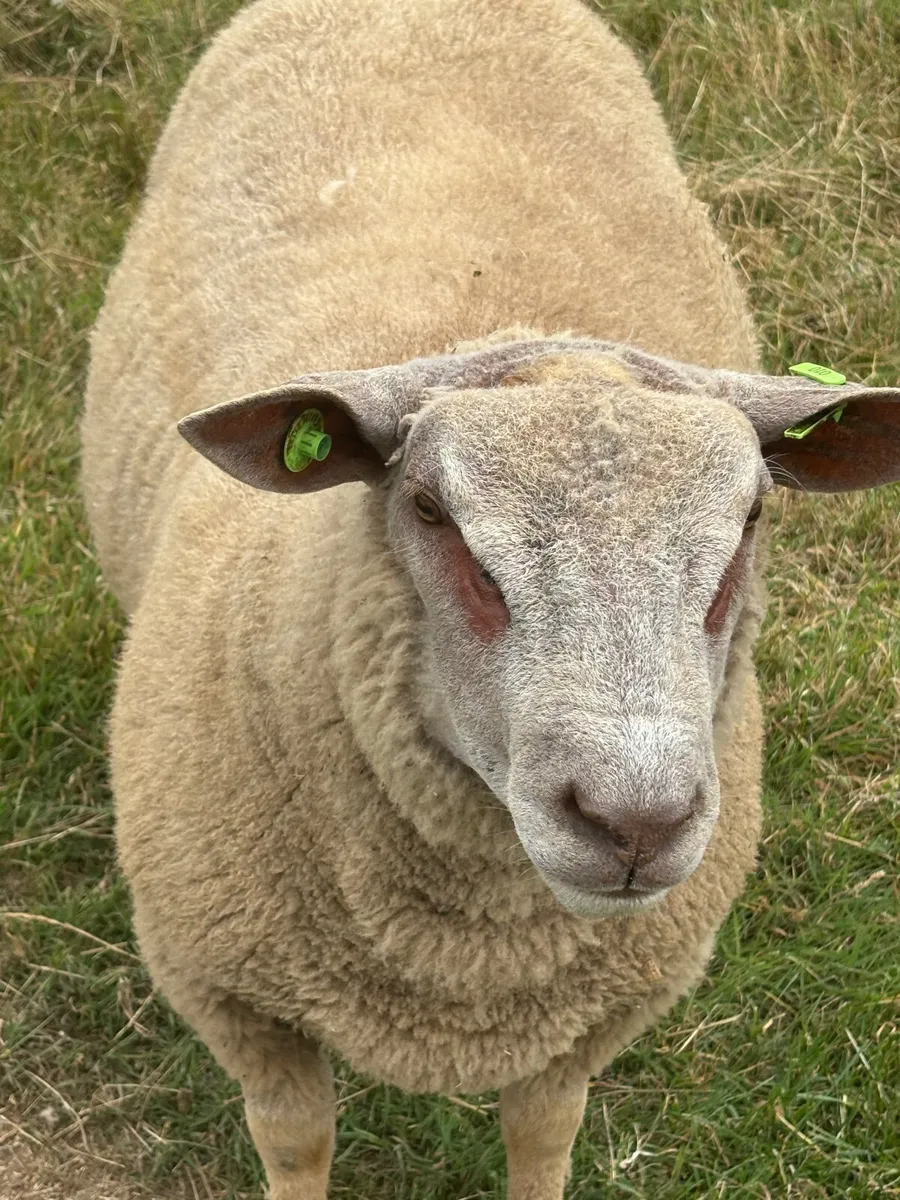 Purebred Registered Charollais Ram Lambs - Image 1