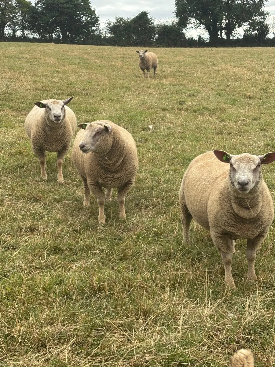 Purebred Registered Charollais Ram Lambs - Image 2