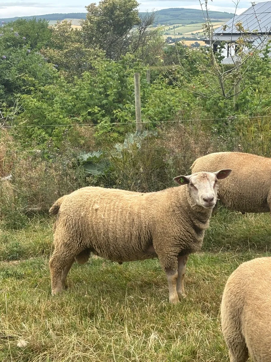 Purebred Registered Charollais Ram Lambs - Image 4