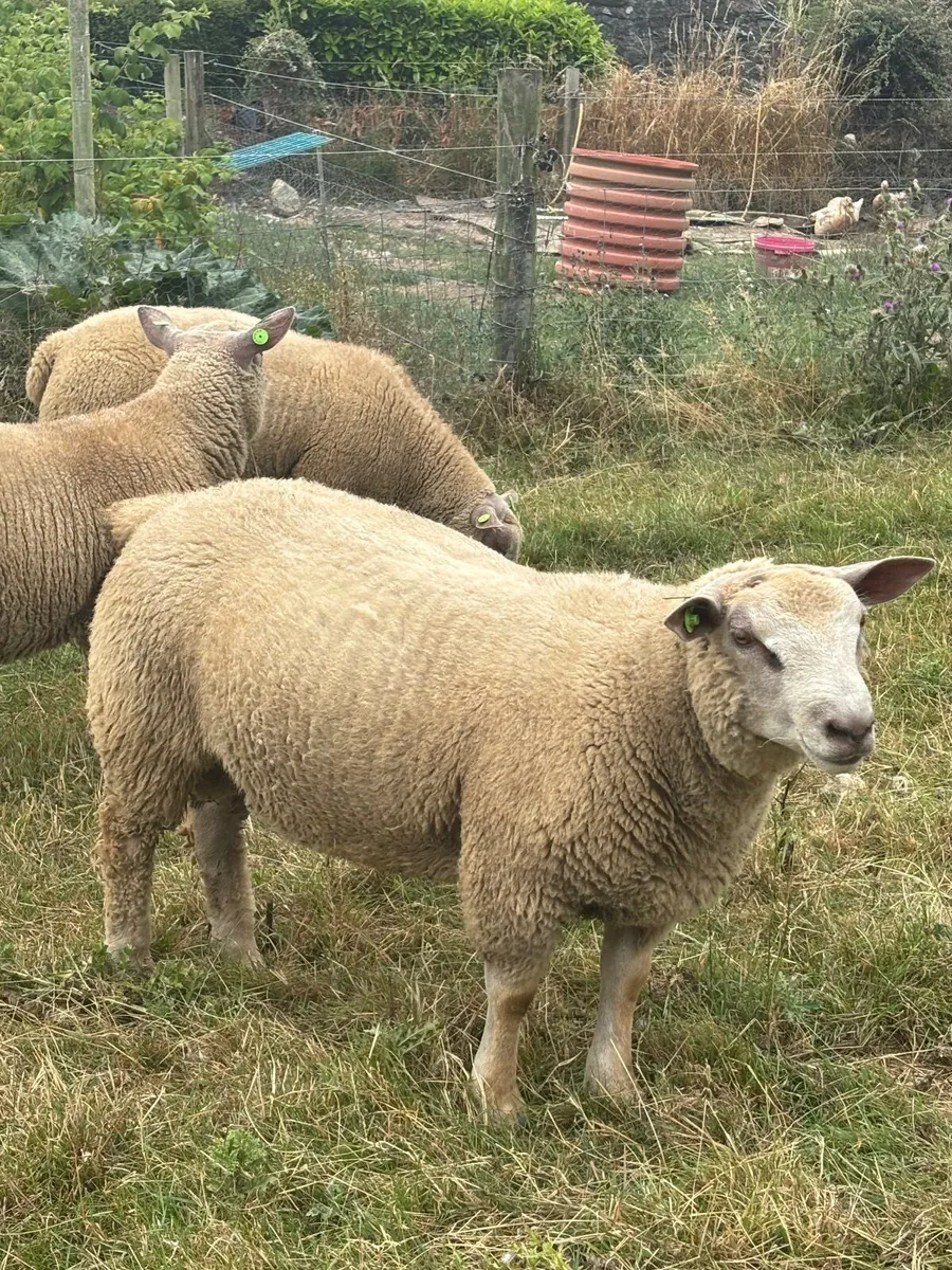 Purebred Registered Charollais Ram Lambs - Image 3