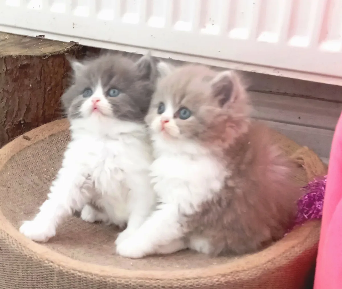 British longhair x Persian kittens - Image 1