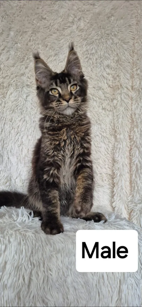 Maine Coon - Image 4