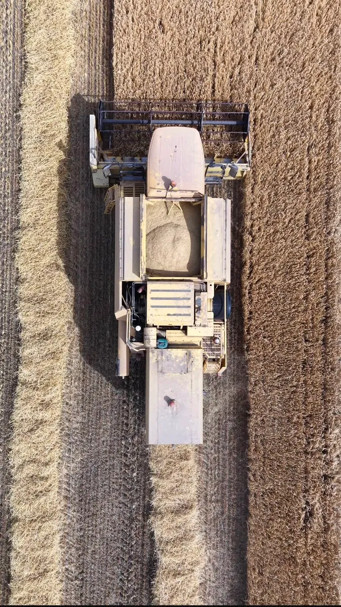oaten & barley straw - Image 2
