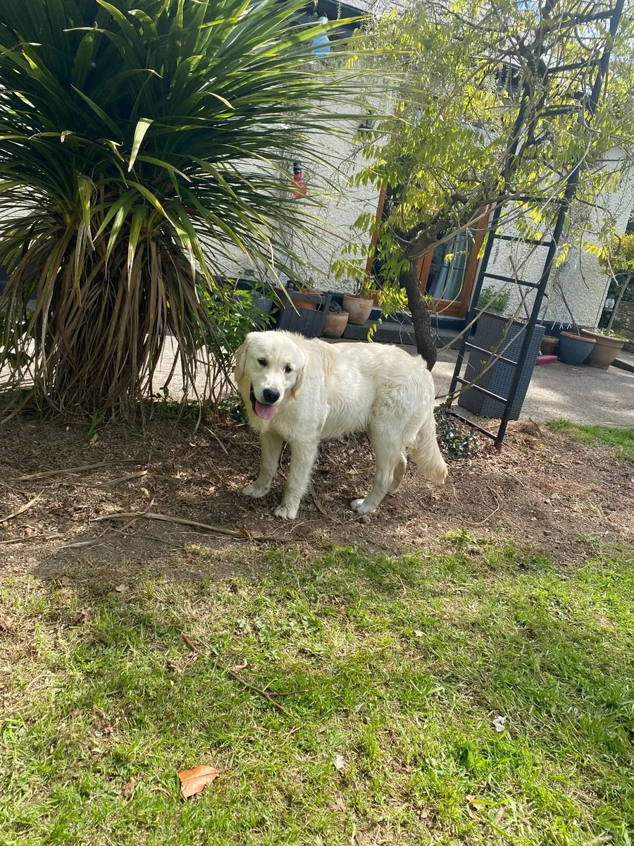 1 year old golden retriever for sale IKC reg - Image 1