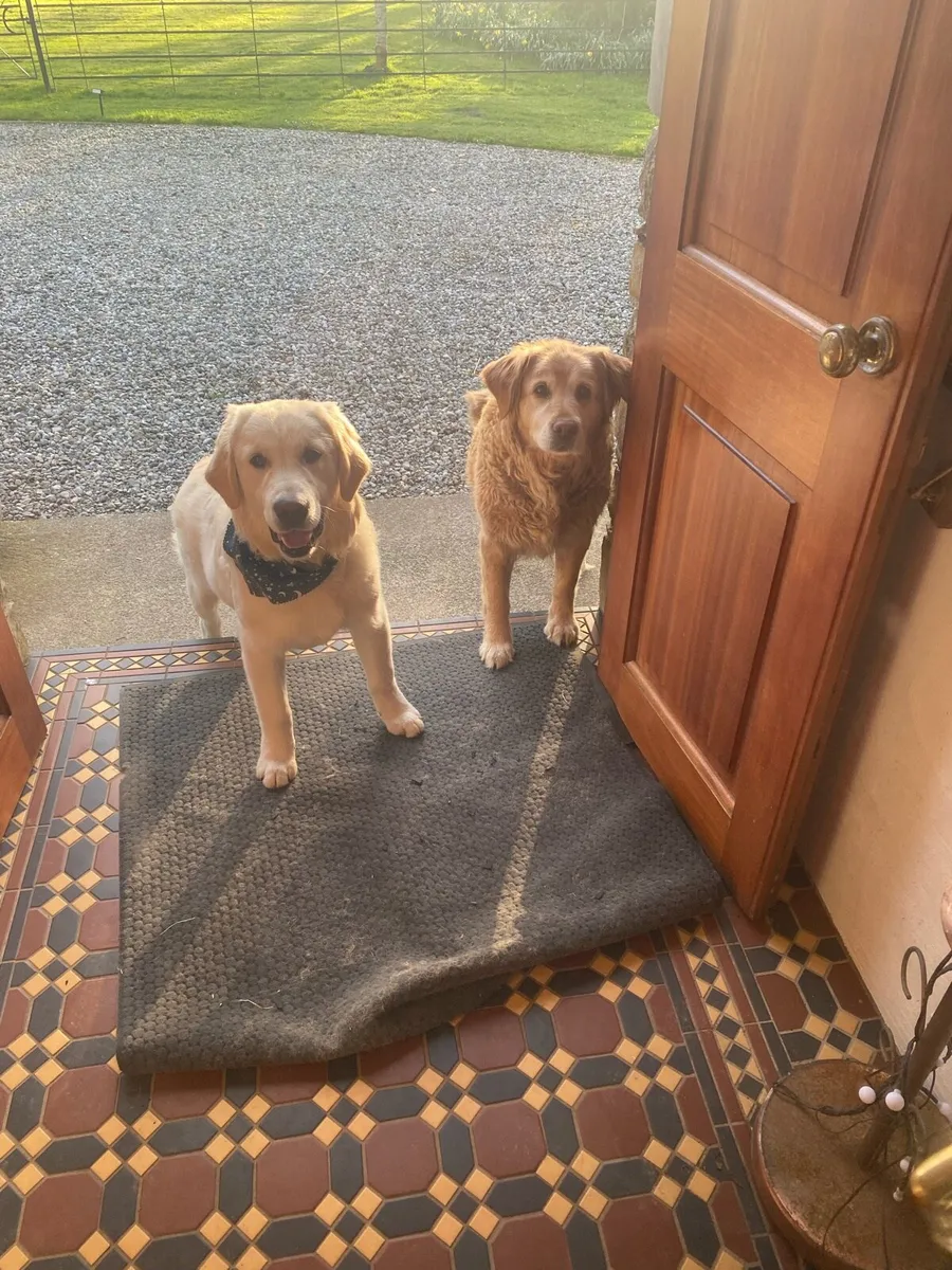 1 year old golden retriever for sale IKC reg - Image 2